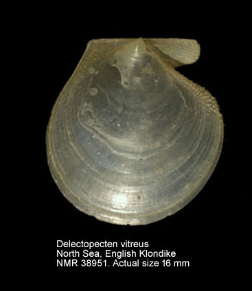 Delectopecten vitreus.jpg - Delectopecten vitreus(Gmelin,1791)